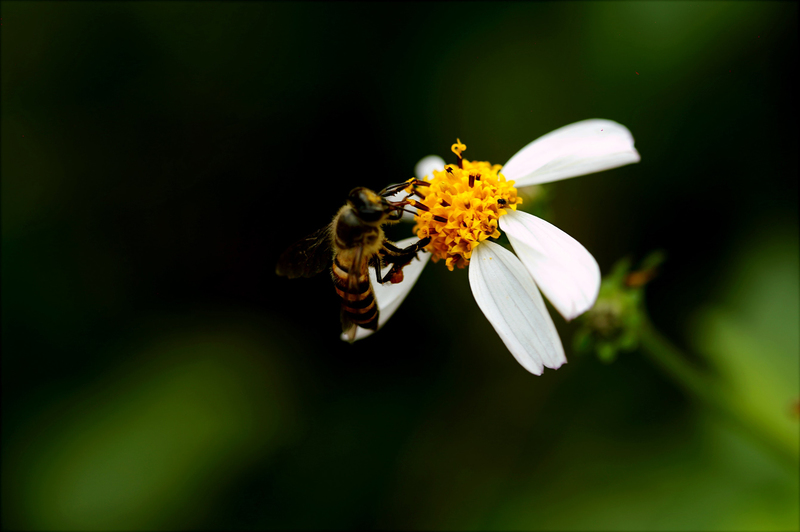 Assoc Prof Jonny Peter&rsquo;s pollen-monitoring campaign continues to make significant strides when it comes to formally assessing pollen levels in the country. <strong>Photo </strong><a href="https://www.pexels.com/photo/macro-photography-of-bee-on-white-petal-flower-760160/" target="_blank">Hiếu Ho&agrave;ng, Pexels</a>.